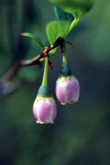 Blueberry Pollen