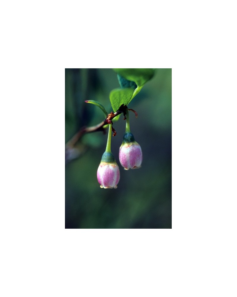 Blueberry Pollen