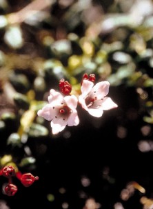 Alpine Azalea