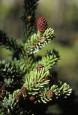 Black Spruce