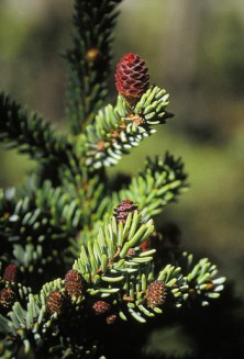 Black Spruce