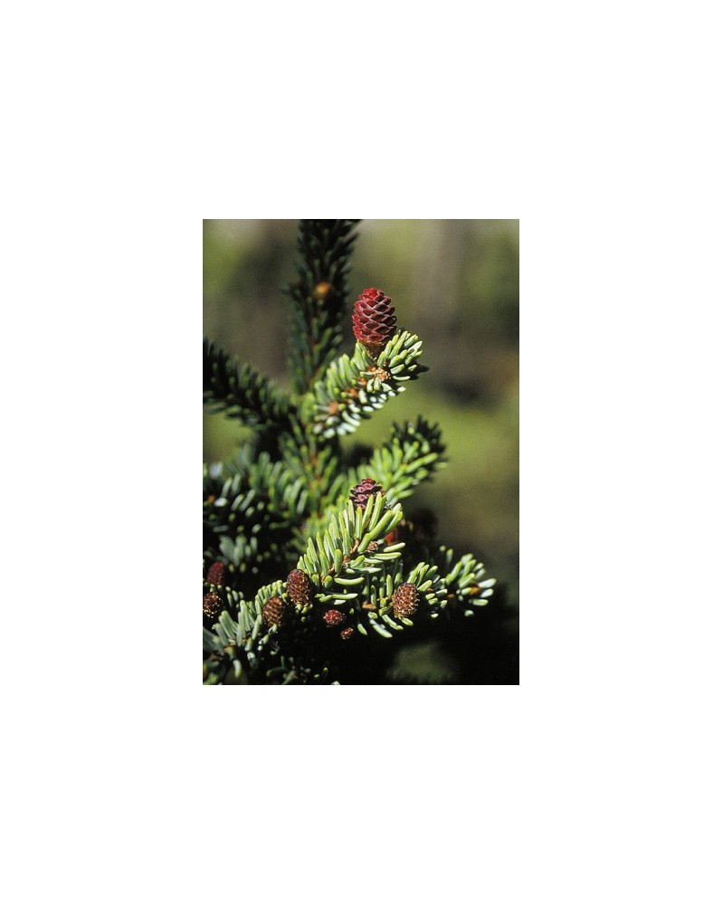 Black Spruce