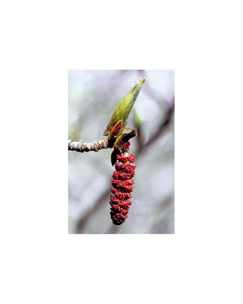 Balsam Poplar