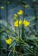 Bladderwort