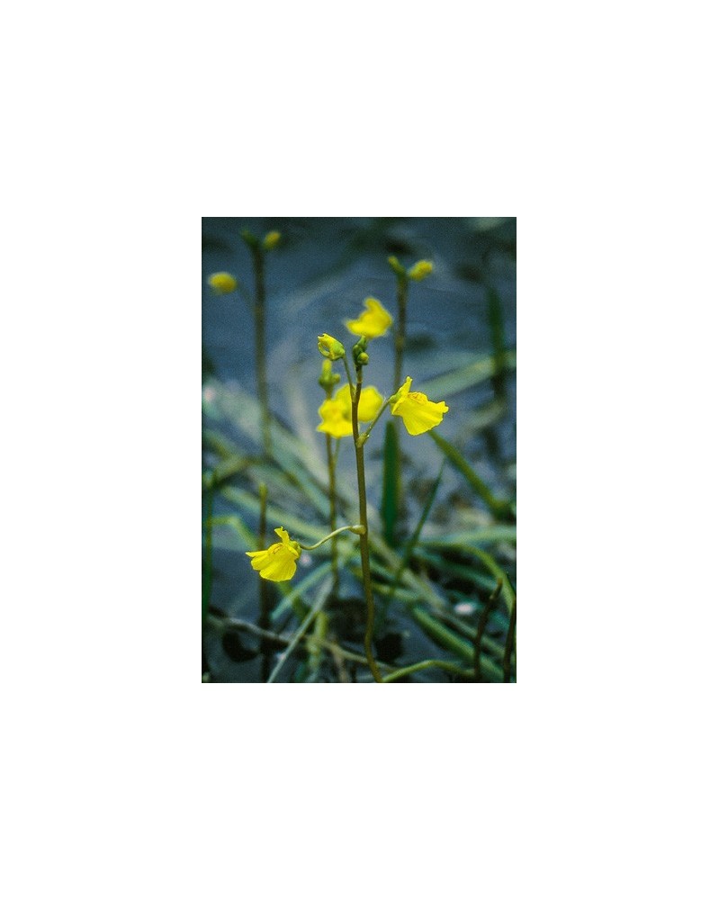 Bladderwort