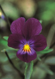 Blue Elf Viola