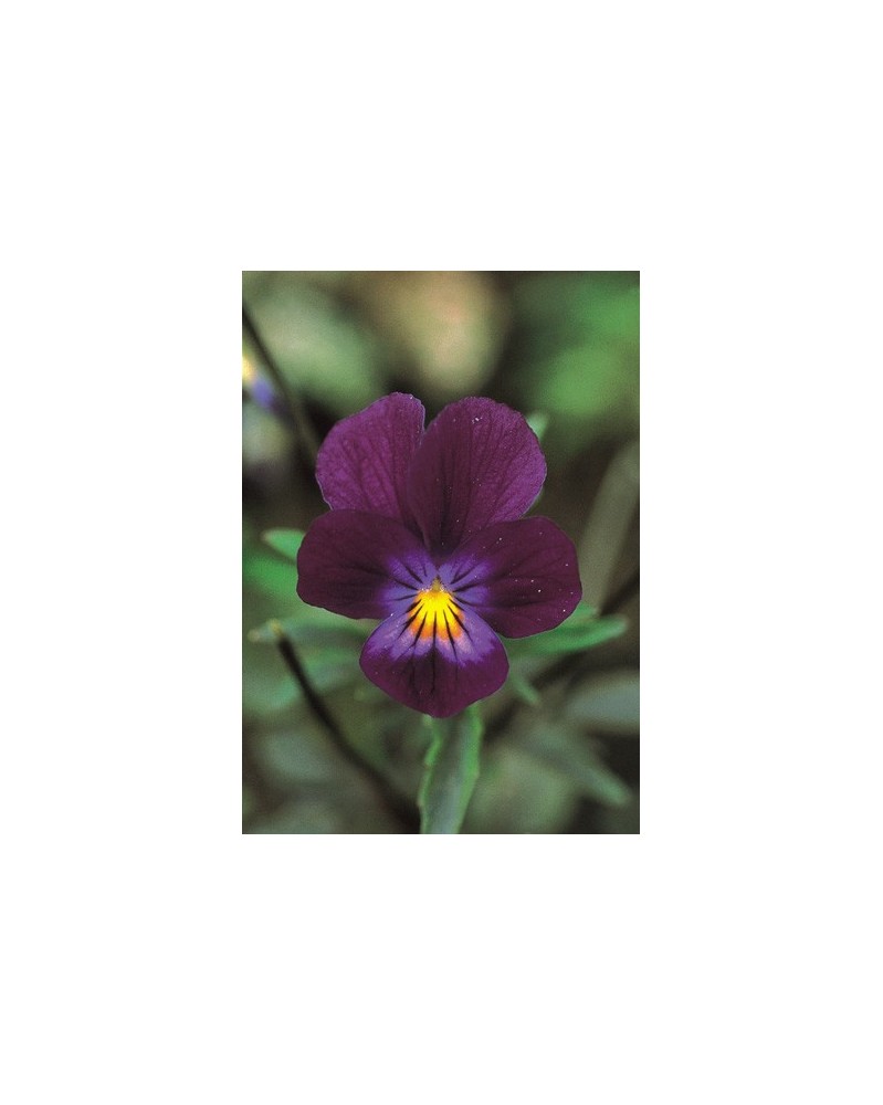 Blue Elf Viola