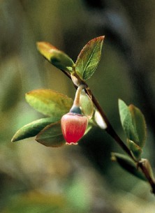 Bog Blueberry