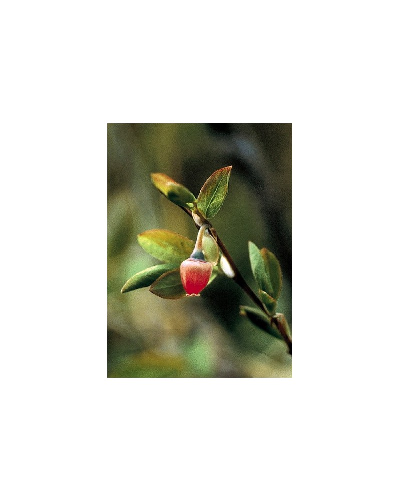 Bog Blueberry