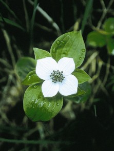 Bunchberry