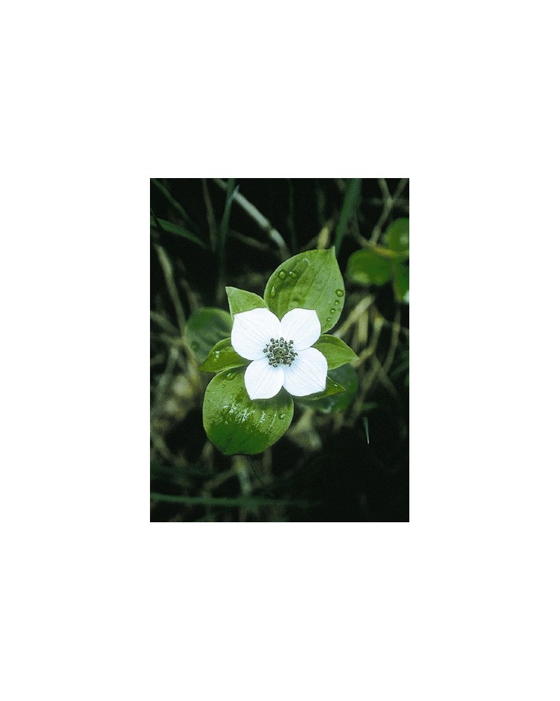 Bunchberry