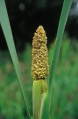 Cattail Pollen