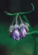 Chiming Bells