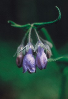 Chiming Bells