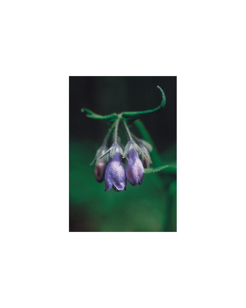 Chiming Bells
