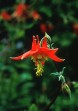 Columbine
