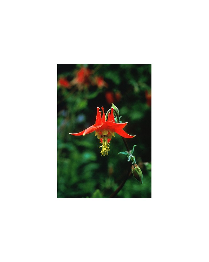 Columbine