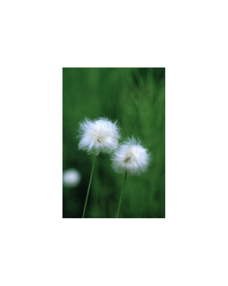 Cotton Grass