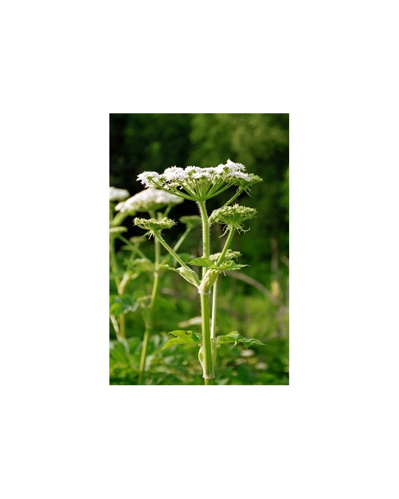 Cow Parsnip