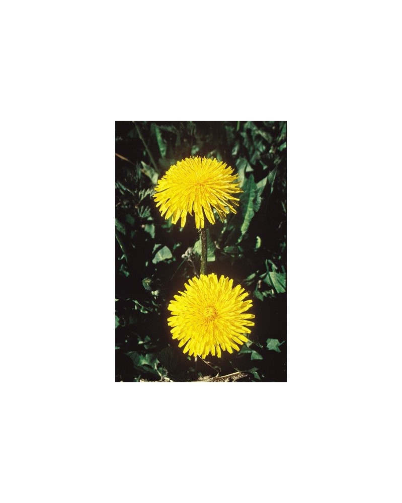 Dandelion