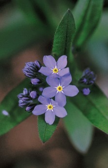 Forget-me-not