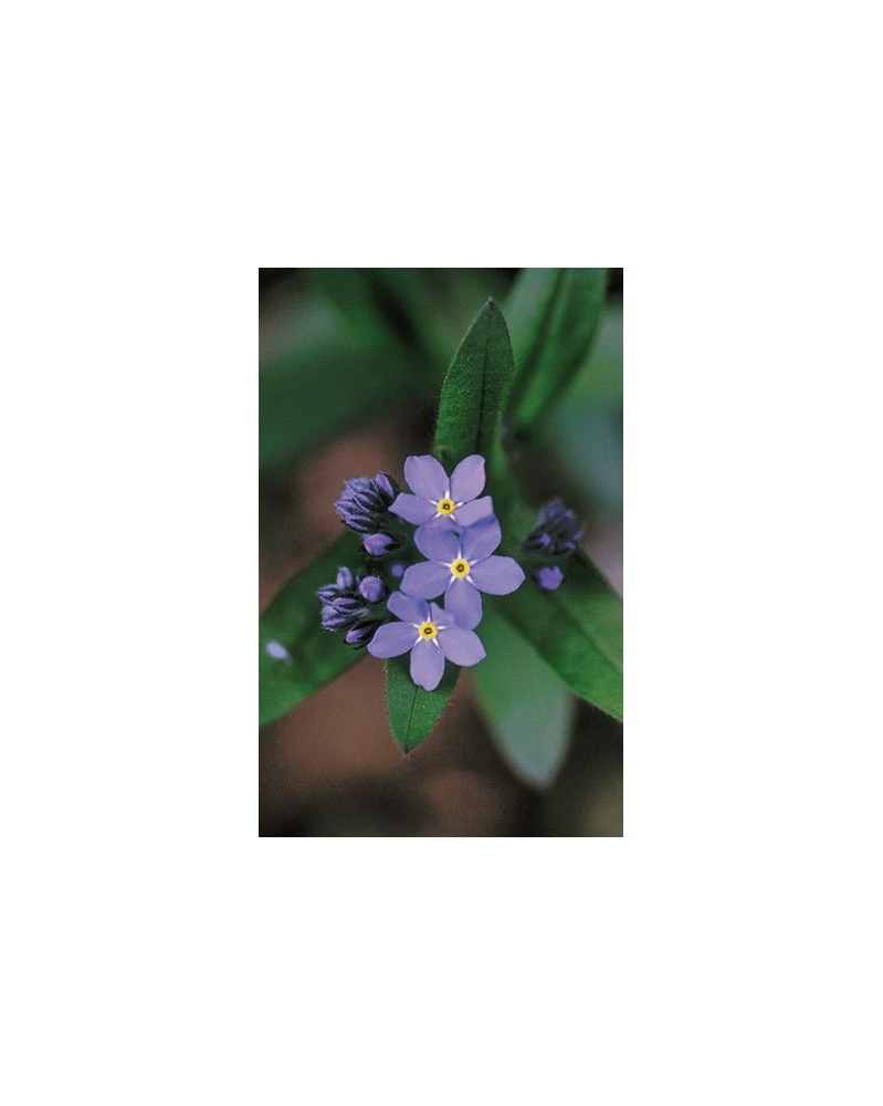 Forget-me-not