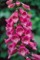 Foxglove