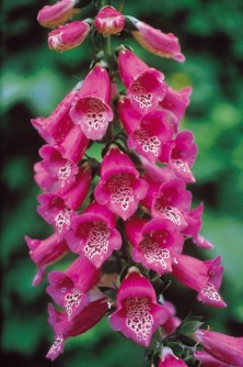 Foxglove