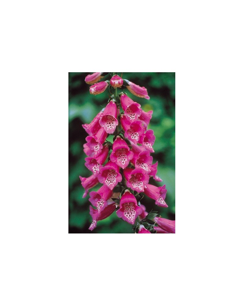 Foxglove