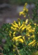 Golden Corydalis