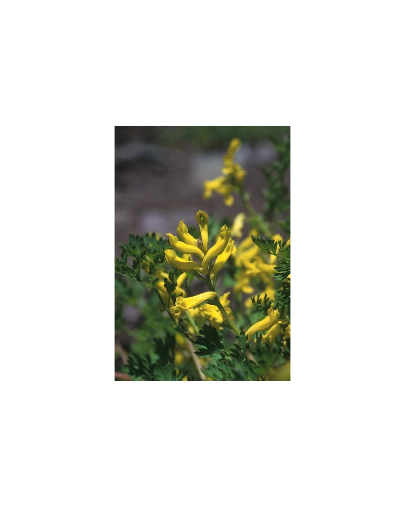 Golden Corydalis