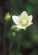 Grass of Parnassus