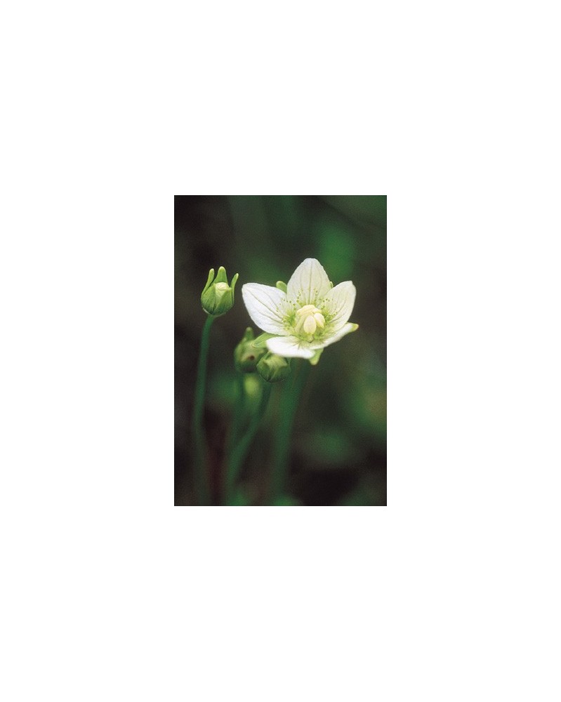 Grass of Parnassus