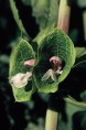 Green Bells of Ireland