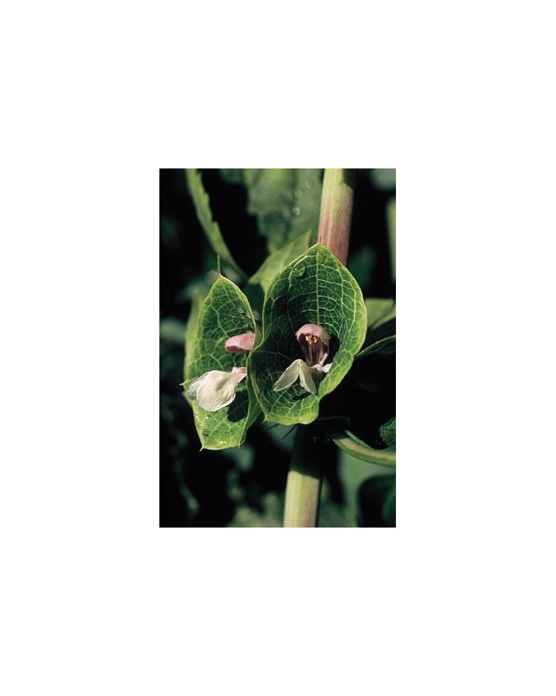 Green Bells of Ireland