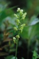 Green Bog Orchid