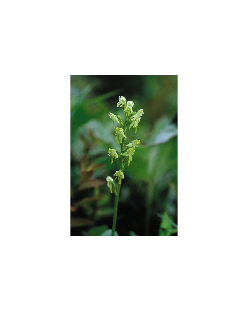 Green Bog Orchid