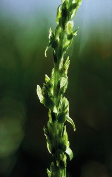 Green Fairy Orchid