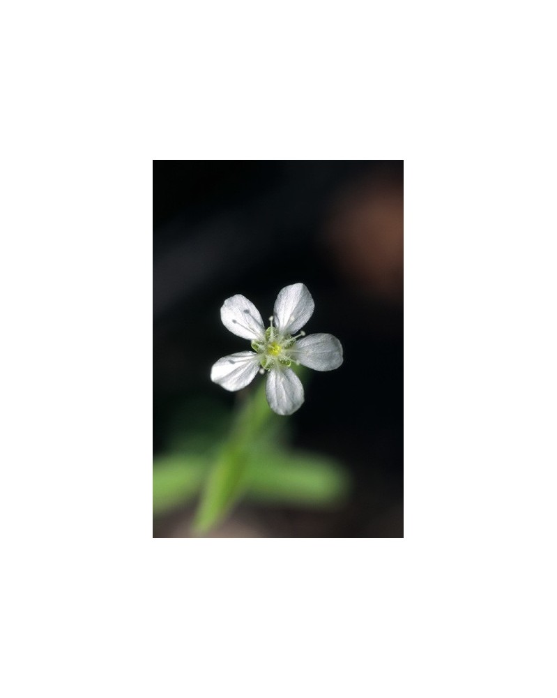Grove Sandwort