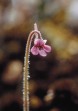 Hairy Butterwort