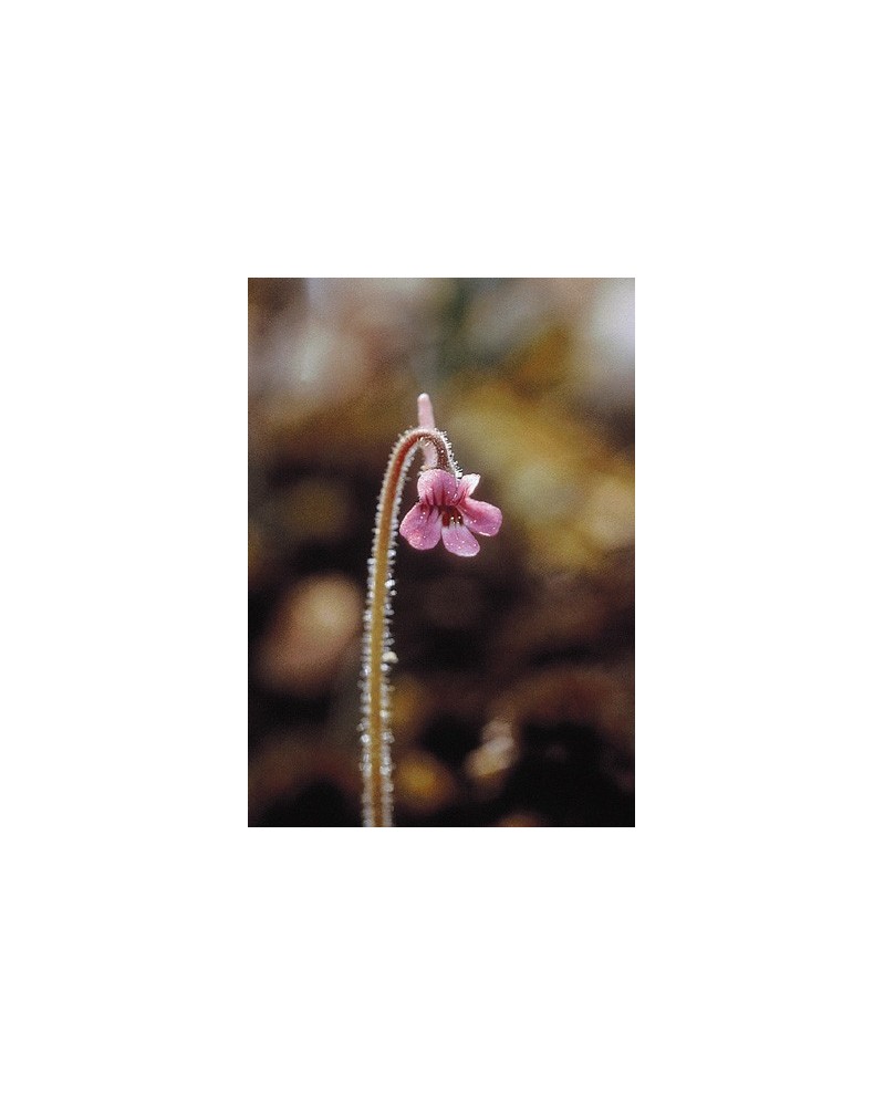 Hairy Butterwort