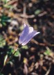 Harebell