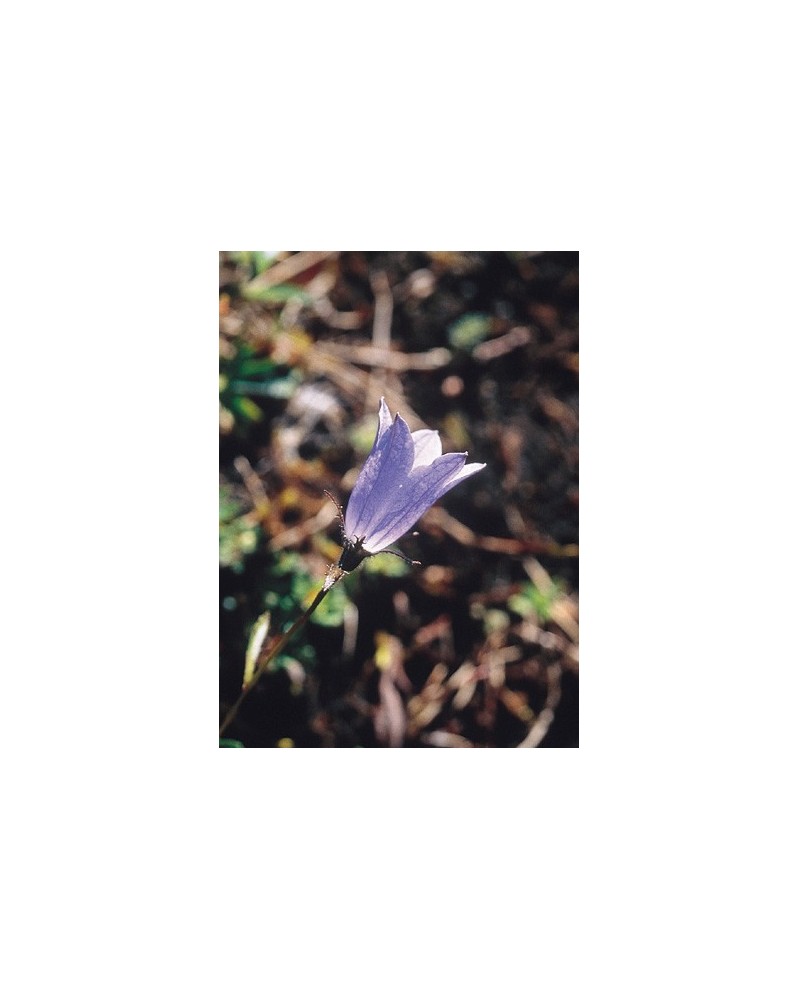 Harebell