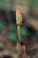 Horsetail