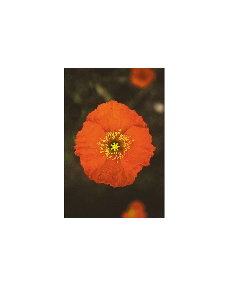 Icelandic Poppy