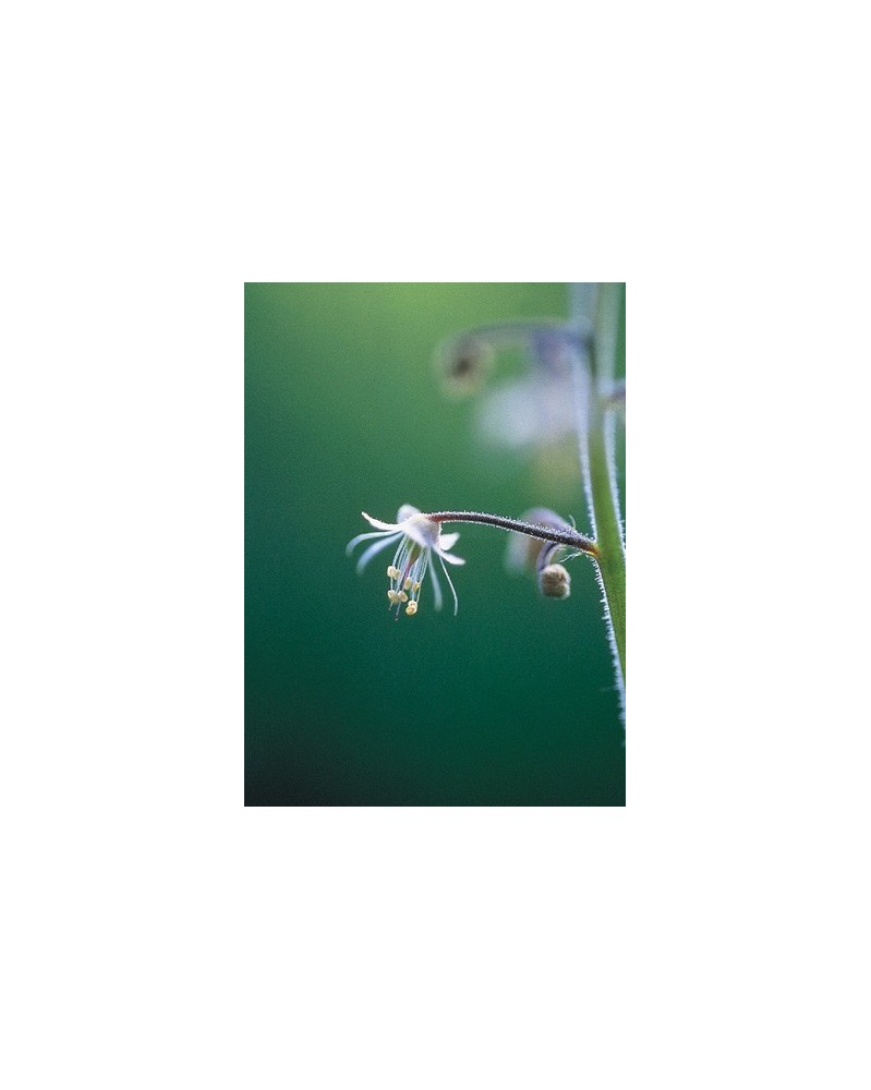 Lace Flower