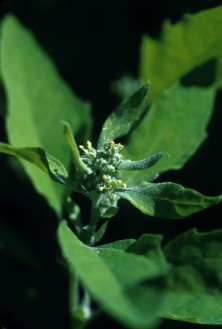 Lamb's Quarters