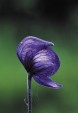 Monkshood