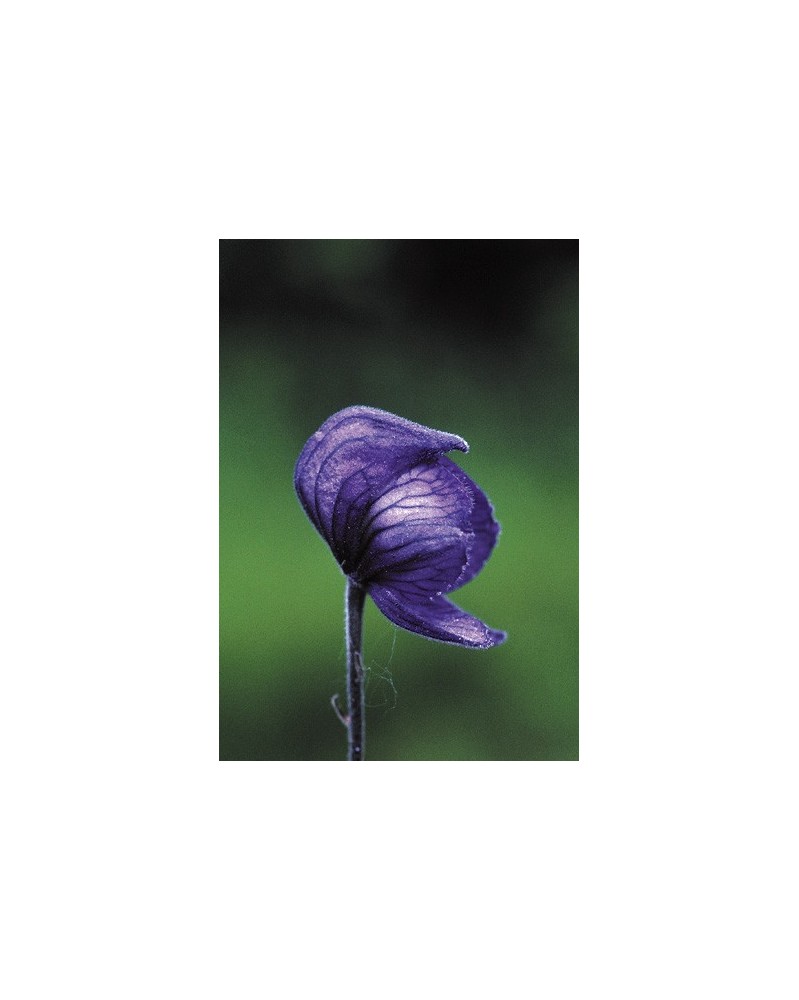 Monkshood