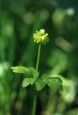 Moschatel
